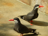 Inca Tern