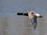 Mallard Male