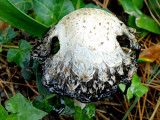 Mushroom Sp?