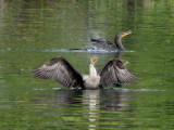 Cormorant  5048