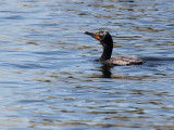 Double-Crested Cormorant C7671