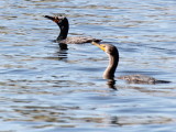 Double-Crested Cormorants C7670