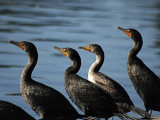 Cormorants C8141