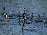 Double-Crested Cormorants C8275