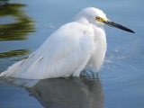 Snowy Egret N6593