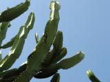 Local Cactus