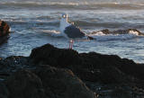 Cambria Gull