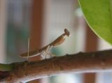 Young Praying Mantis