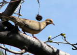 Mourning Dove