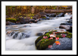 Autumn scene on the Honeymoon trail