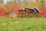 Golden Eagle autumn flight