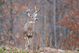 Buck approaching!