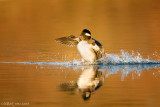 Bufflehead female solo landing