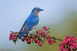 Eastern Bluebird