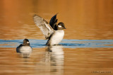 Female Buffleheads in early morning light