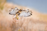 Redtail Hawk landing gear down