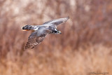 Goshawk in flight