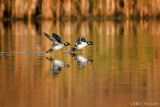 Buffleheads landing (female)