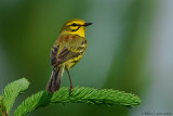 Prairie Warbler