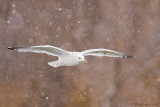 Herring Gull (winter plummage)