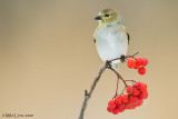Goldfinch on winter berries
