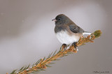 Junco in snow