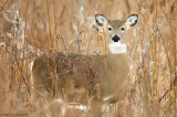 Doe in deep cover