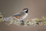 Boreal chickadee