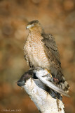 Coopers Hawk on Pigeon