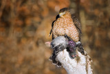 Coopers Hawk over pigeon