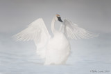 Trumpeter swan angelic pose