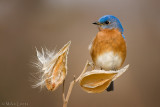 Bluebird (male) on milkweed