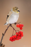 Goldfinch perched on berries