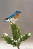 Bluebird on Bristlecone