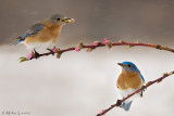 Combo on plum buds