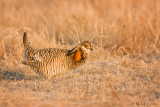 Prairie chicken on Lek