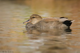 Gadwall (drake)