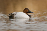 Canvasback drake on calm waters