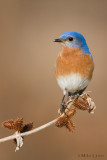 Bluebird on burdock