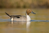 Northern Pintail (drake)