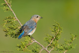 Bluebird  (female)