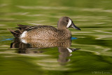 Blue Winged teal on painterly waters