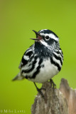 Black and White Warbler