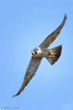 Peregrine Falcon