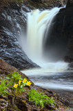 Cascade Falls and Marsh Marigolds