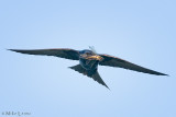 Purple Martin in flight with dragonfly