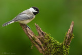 Black Capped chickadee on moss perch