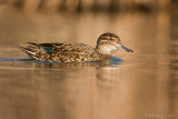 Green Winged Teal (hen)
