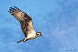 Osprey fly by