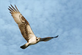 Osprey